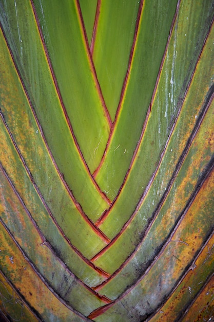 Palm leaf