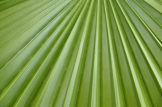 Palm leafs natural texture