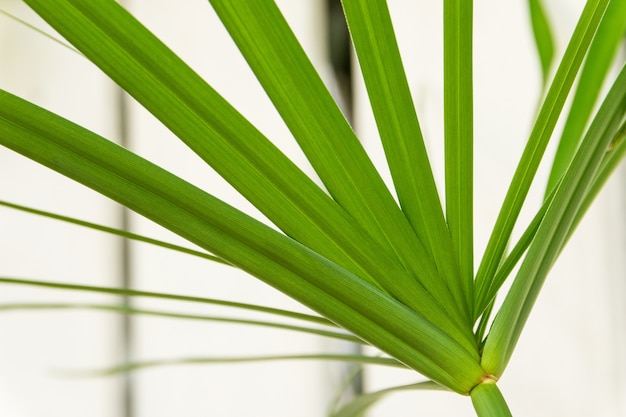 Palm leafs on white wooden fence background.