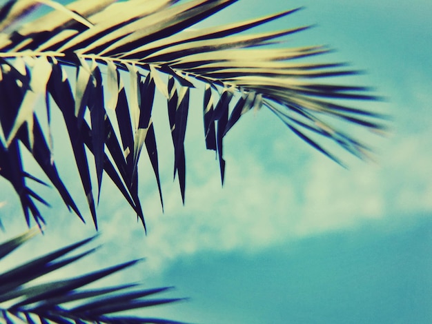 Photo palm leaves against blue sky