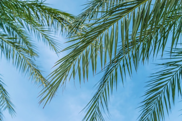 Palm leaves against the sky. nature.