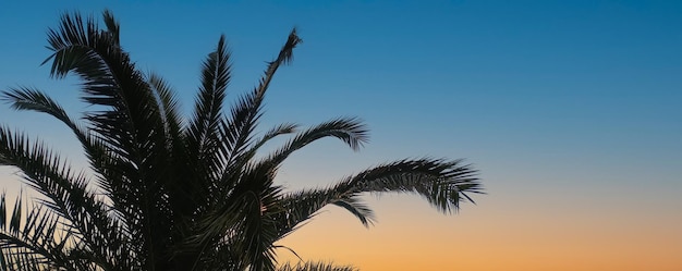 Palm leaves against the sky Selective focus