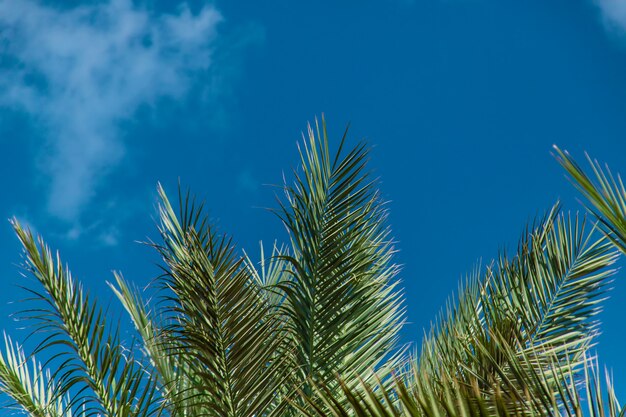 Palm leaves against the sky. Selective focus.