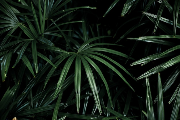 Palm leaves as background.