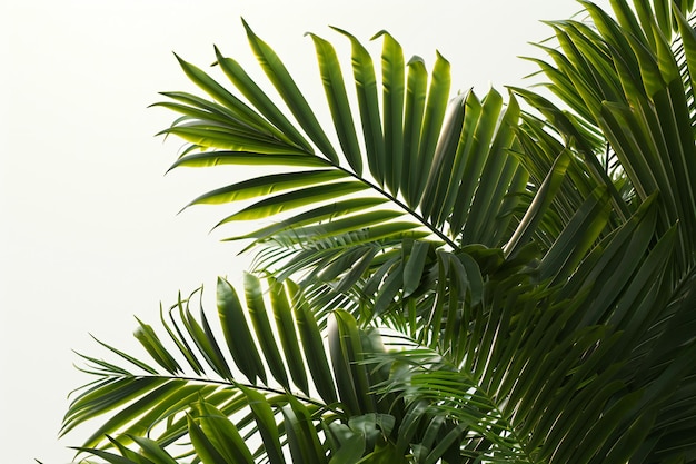 Photo palm leaves background green leaves of palm tree on white background