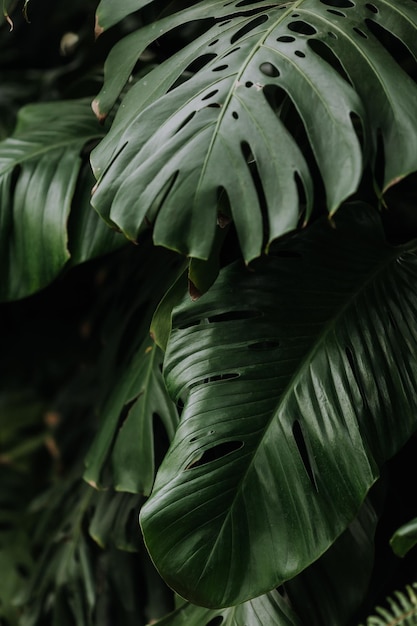 Palm leaves background monstera bush space for text high quality photo