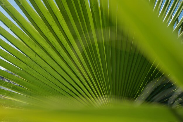 Palm leaves background natural green texture with palm foliage backdrop tropical green pattern texture