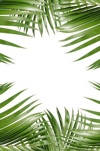 Palm leaves background