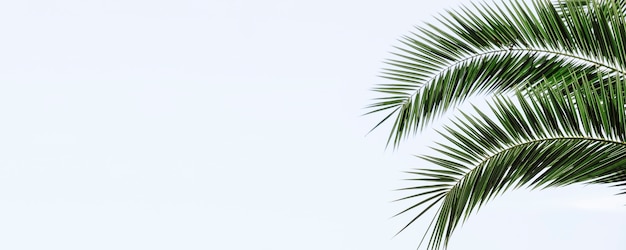 Palm leaves banner background