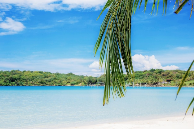 Photo palm leaves on beach at sky