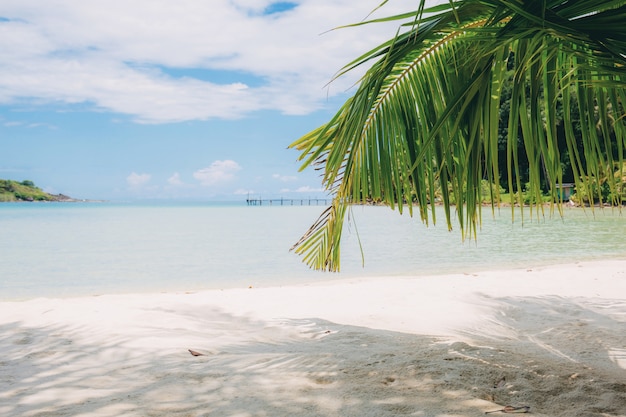 Palm leaves on beach with sunlight.