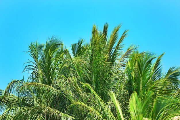 Palm leaves and blue sky on island in resort