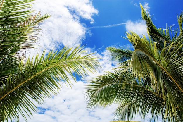 Palm Leaves at blue sky.