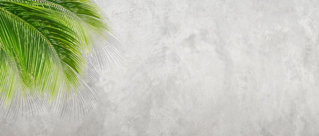 Palm leaves on cement wall background in vintage style