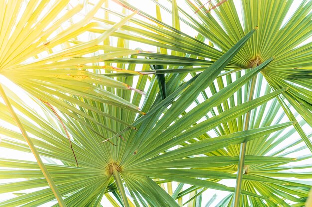 Palm leaves close up against clear blue sky. sunshine, tropical coastline palm tree concept