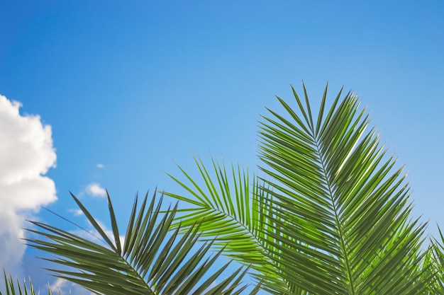 Palm leaves under a cloudy sky