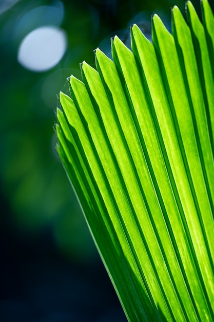 Palm leaves glow green in the sunlight.