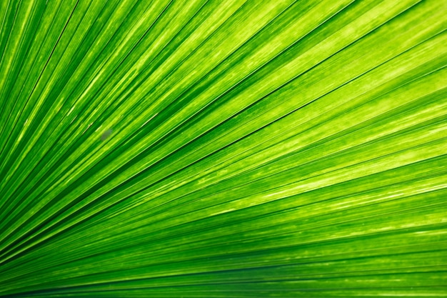 Palm leaves glow green in the sunlight.