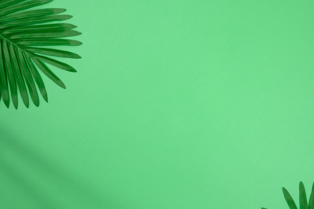 Palm leaves on a green background with copy space
