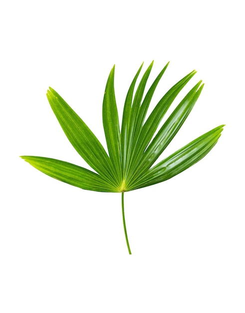 Palm leaves isolated on white background include clipping path