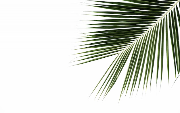 Palm leaves isolated on white