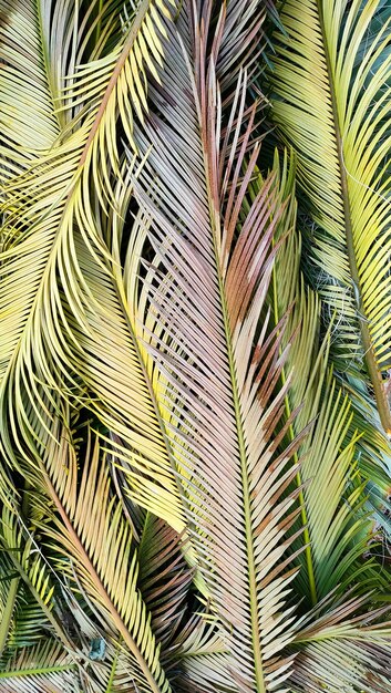 Palm leaves lie on ground creating beautiful tropical background flat lay vertical frame flat lay