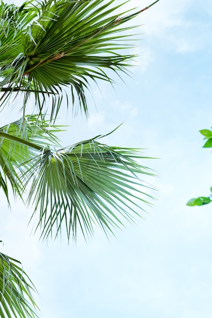 Palm leaves Livistona Rotundifolia palm against blue sky