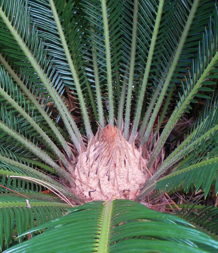 Photo palm leaves on palm tree