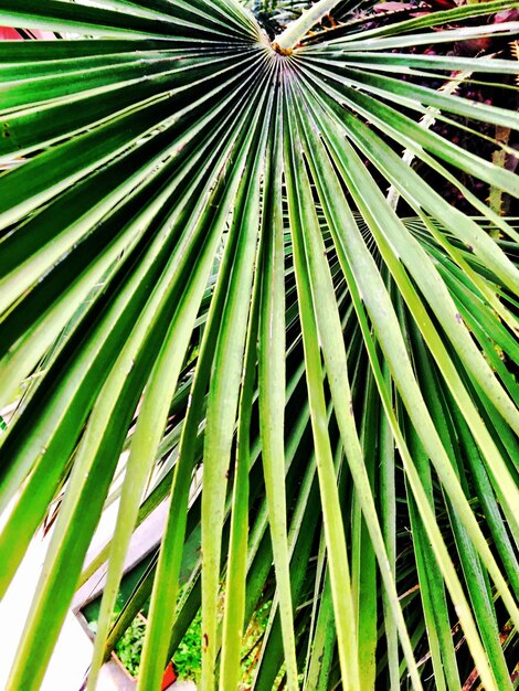 Palm leaves on palm tree