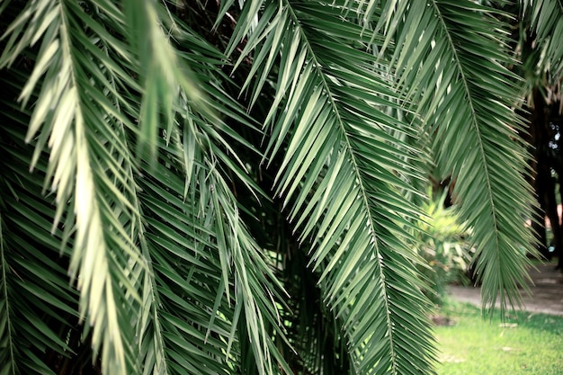 Photo palm leaves in park with the green background.