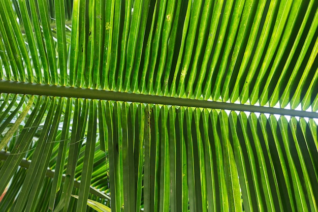 Palm leaves in the park