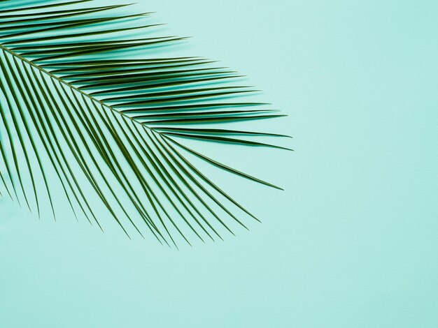 palm leaves on pastel blue background copy space
