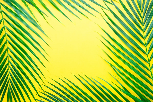 Palm leaves on pastel color background