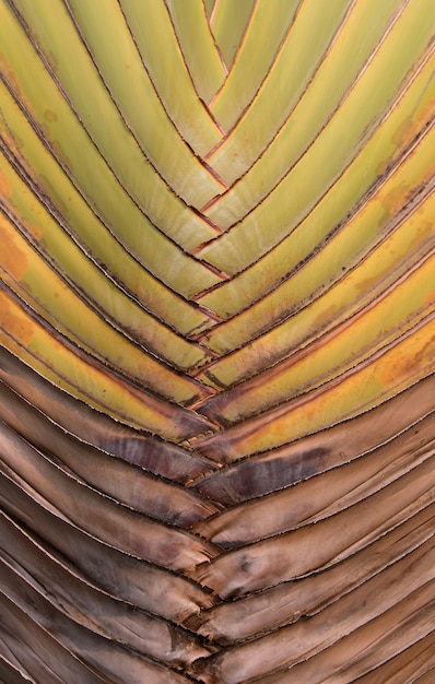 Palm Leaves, Petiole pattern of Traveller's Palm