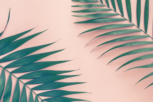 Palm leaves over pink background Trend vintage toned