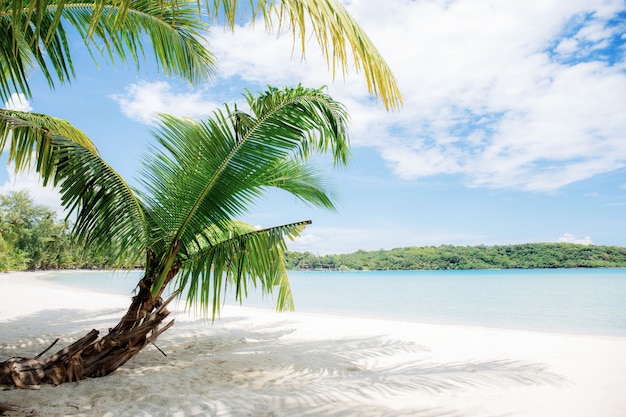 Palm leaves on sand.