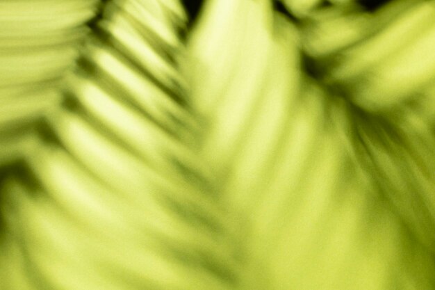 Palm leaves and shadows on a color wall background.