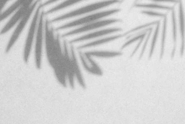 Palm leaves shadows on a white or light gray concrete textured wall Shade palm tree leafs