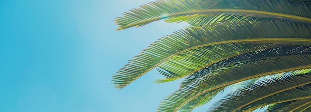 Palm leaves on sky background. 