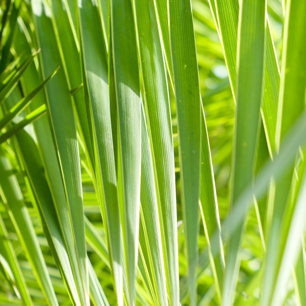 Palm leaves in summertime