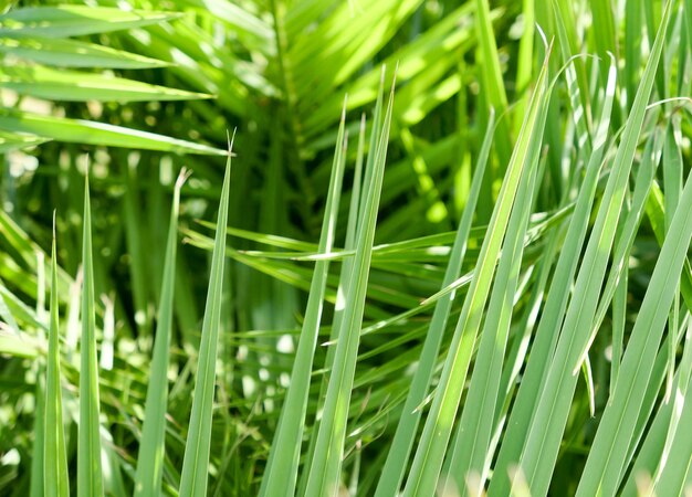 Palm leaves in summertime