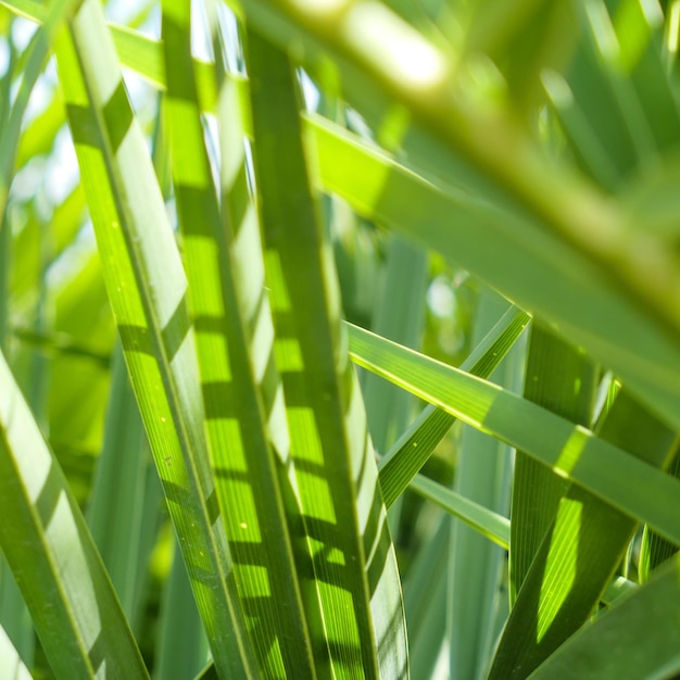 Palm leaves in summertime