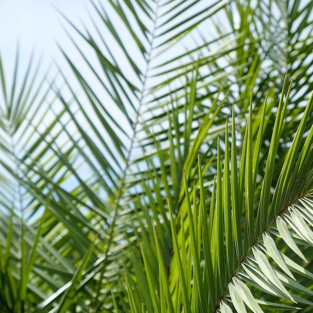 Palm leaves in summertime