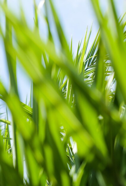 Palm leaves in summertime