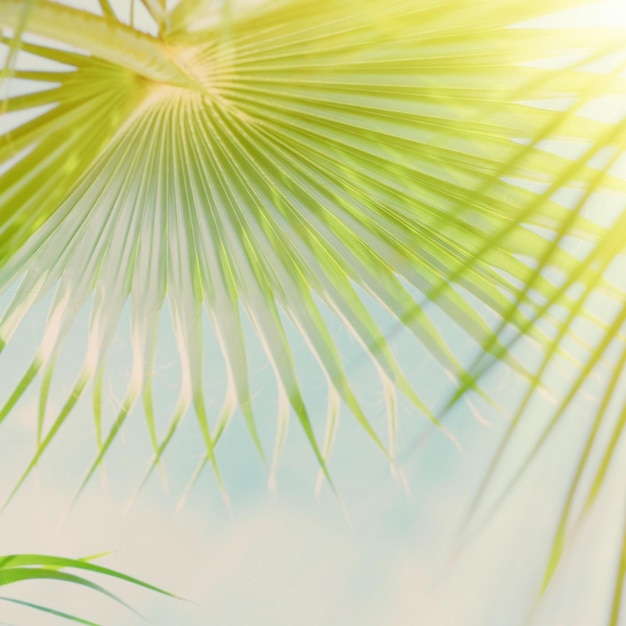 Palm leaves in the sunlight summertime backgrounds and vacations concept