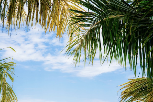 Photo palm leaves at sunlight.