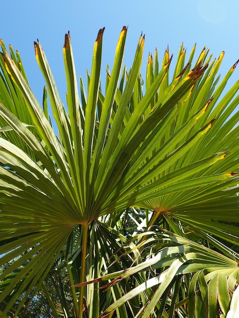 Palm leaves texture with shadow and light Palm leaves of bright green and yellow colors Tropics