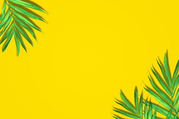 Palm leaves in vibrant color