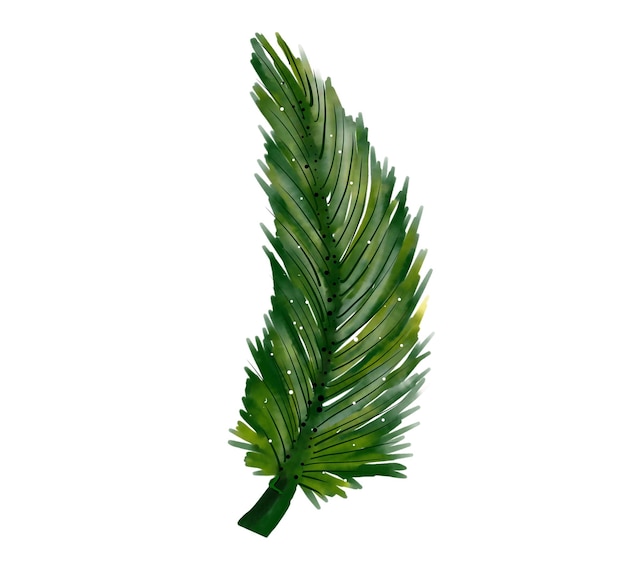 Palm leaves Watercolor painting on white background Isolate