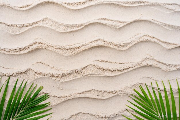 Palm leaves on wavy sand beach background.